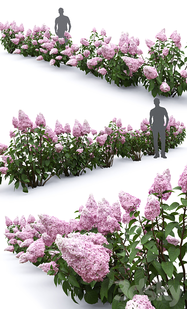 Hydrangea paniculata 3DSMax File - thumbnail 3