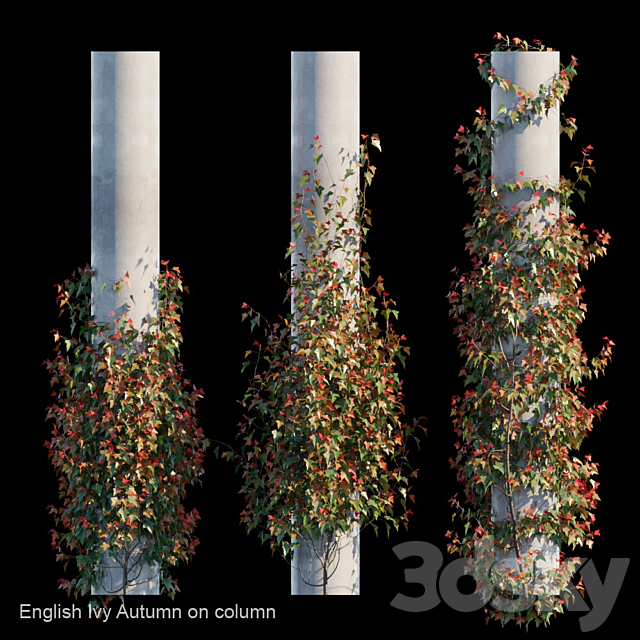 English Ivy Autumn on column Free Download
