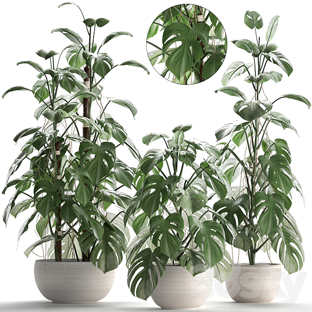 Plant collection 262.Monstera. white pot. exotic plant. bush. flower. flowerpot. interior 3DSMax File - thumbnail 1