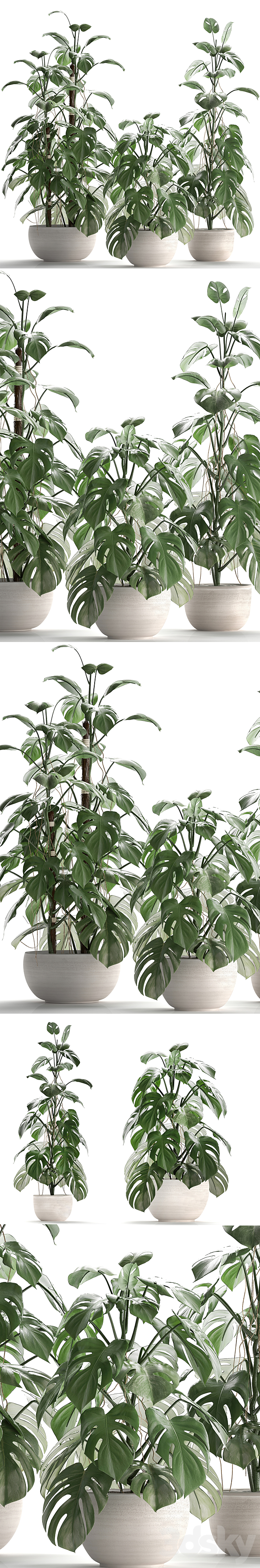 Plant collection 262.Monstera. white pot. exotic plant. bush. flower. flowerpot. interior 3DSMax File - thumbnail 2