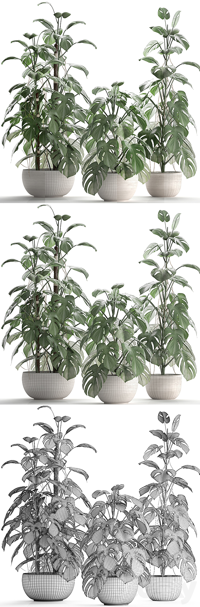 Plant collection 262.Monstera. white pot. exotic plant. bush. flower. flowerpot. interior 3DSMax File - thumbnail 3