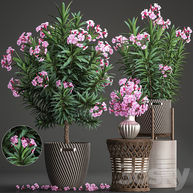 Plant collection 268. Oleander. tree. bush. basket. rattan table. flower bouquet. outdoor flowerpot. landscaping. garden. flowering tree 3DSMax File - thumbnail 1