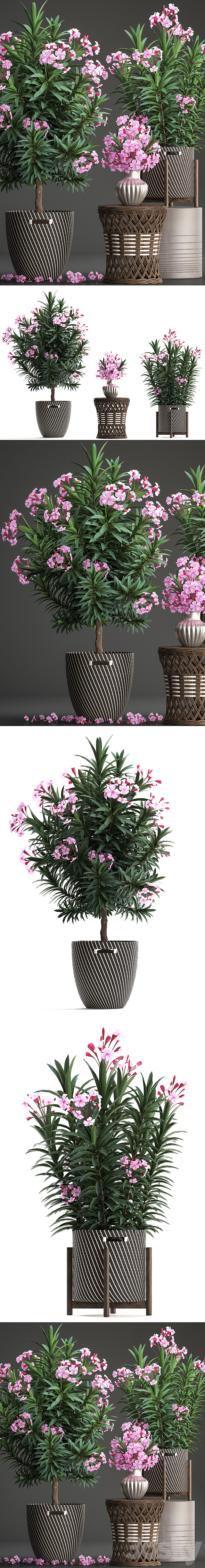Plant collection 268. Oleander. tree. bush. basket. rattan table. flower bouquet. outdoor flowerpot. landscaping. garden. flowering tree 3DSMax File - thumbnail 2