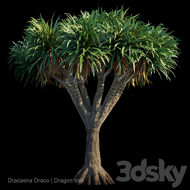 Dracaena Draco | Dragon tree 3DSMax File - thumbnail 1