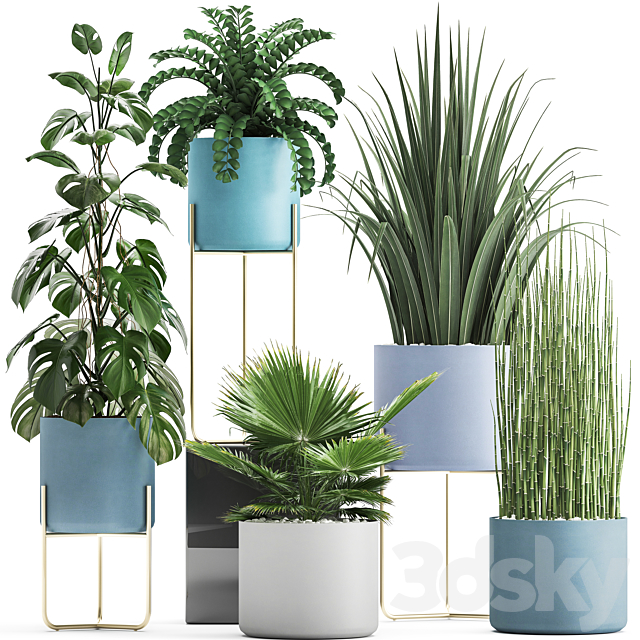 Plant collection 281. Monstera. brachea. palm tree. horsetail. indoor plants. pot. Scandinavian style. bushes. exotic. indoor 3DSMax File - thumbnail 1