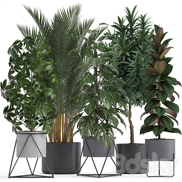 Plant collection 284. Palm. Ficus. monstera. indoor plants. shefflera. pot. stylish flowerpot. ficus abidjan. Scandinavian style 3DSMax File - thumbnail 1