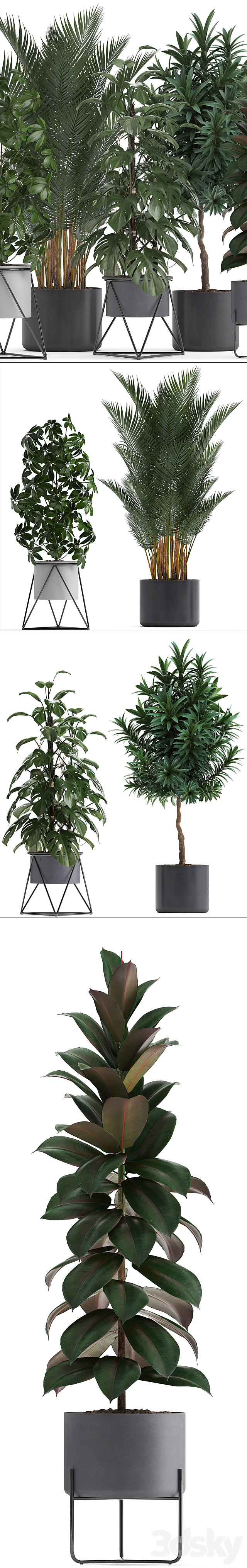 Plant collection 284. Palm. Ficus. monstera. indoor plants. shefflera. pot. stylish flowerpot. ficus abidjan. Scandinavian style 3DSMax File - thumbnail 2
