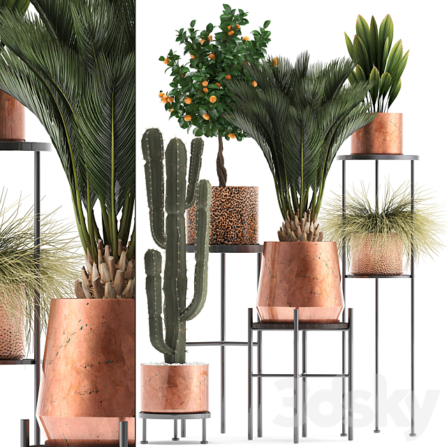 Plant collection 288.  Copper pot. shelf with flowers. stand. cactus. palm tree. cicada. copper. tangerine. flower. bush. interior. metal. loft. cycas 3DSMax File - thumbnail 1