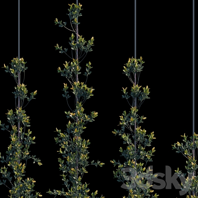 Pyracantha Firethorn vertical cordon 3d