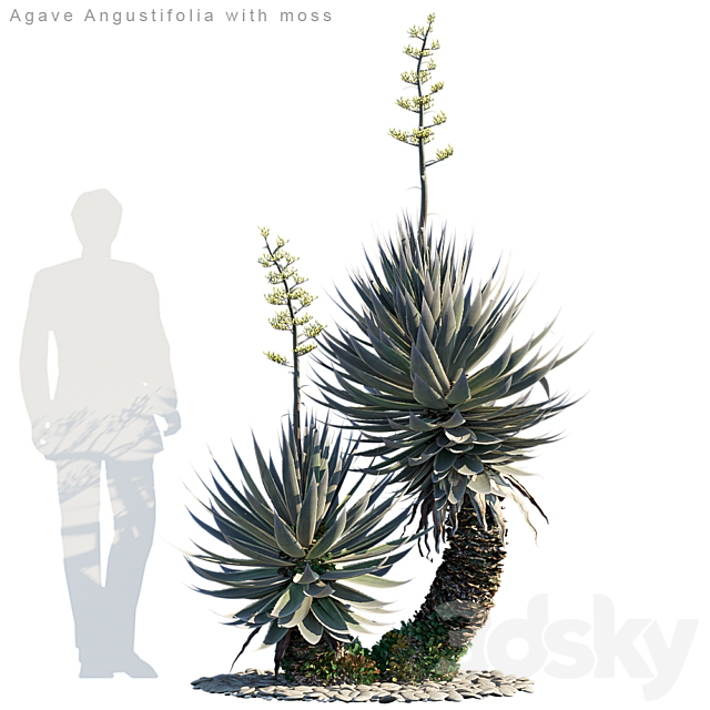 Agave Angustifolia with moss 3DSMax File - thumbnail 1