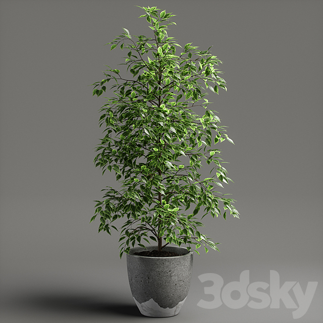 ficus benjamina Free Download