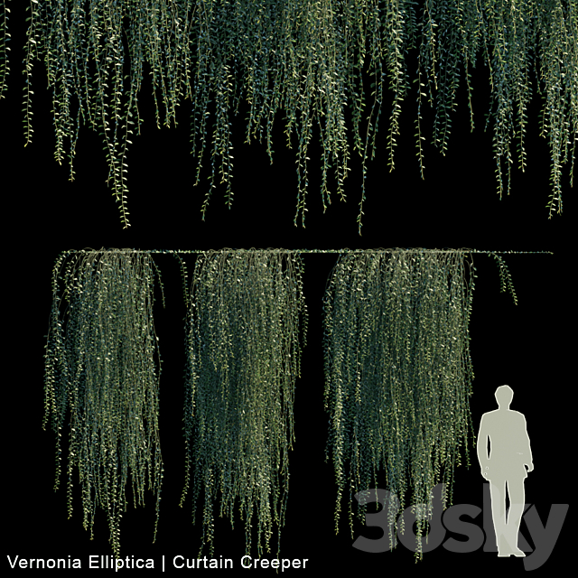 Vernonia Elliptica | Curtain Creeper V2 3DSMax File - thumbnail 1