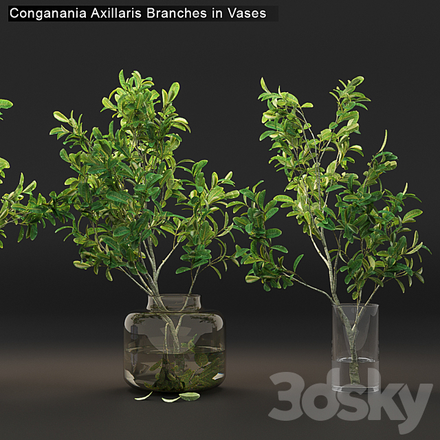 Conganania Axillaris branches in vases 3d