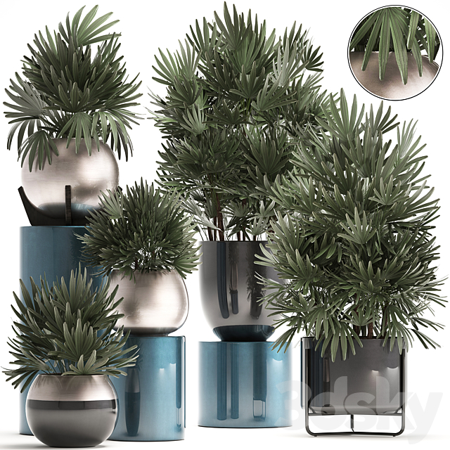 Plant collection 299. Interior palm tree. rapis. pot. flowerpot. luxury pot. bushes. thickets. Raphis Palm. stylish plants 3DSMax File - thumbnail 1