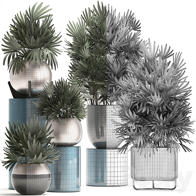 Plant collection 299. Interior palm tree. rapis. pot. flowerpot. luxury pot. bushes. thickets. Raphis Palm. stylish plants 3DSMax File - thumbnail 3