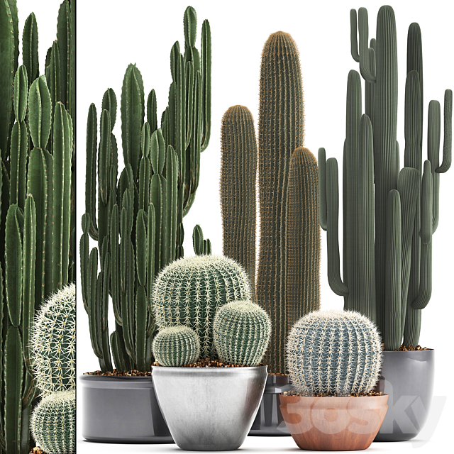 Collection of plants 300. Cactus set. Echinocactus. round cactus. cereus. Barrel cactus. indoor cactus. desert plants 3DSMax File - thumbnail 1
