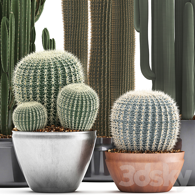 Collection of plants 300. Cactus set. Echinocactus. round cactus. cereus. Barrel cactus. indoor cactus. desert plants 3DSMax File - thumbnail 2