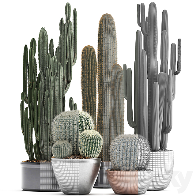 Collection of plants 300. Cactus set. Echinocactus. round cactus. cereus. Barrel cactus. indoor cactus. desert plants 3DSMax File - thumbnail 3