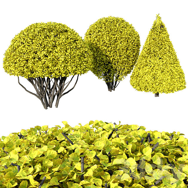 Shrubs 3DS Max Model - thumbnail 2