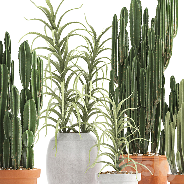Plant collection 302. Cactus set. Cacti. cereus. aloe. indoor cactus. pot. flowerpot. clay. clinker. Aloe. concrete. desert plants. outdoor 3DSMax File - thumbnail 2