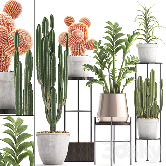 Plant collection 303. Cactus set. Cactus. cereus. Zamioculcas. aloe. shelf with flowers. stand. Aloe. desert plants. interior. concrete. outdoor 3DSMax File - thumbnail 1
