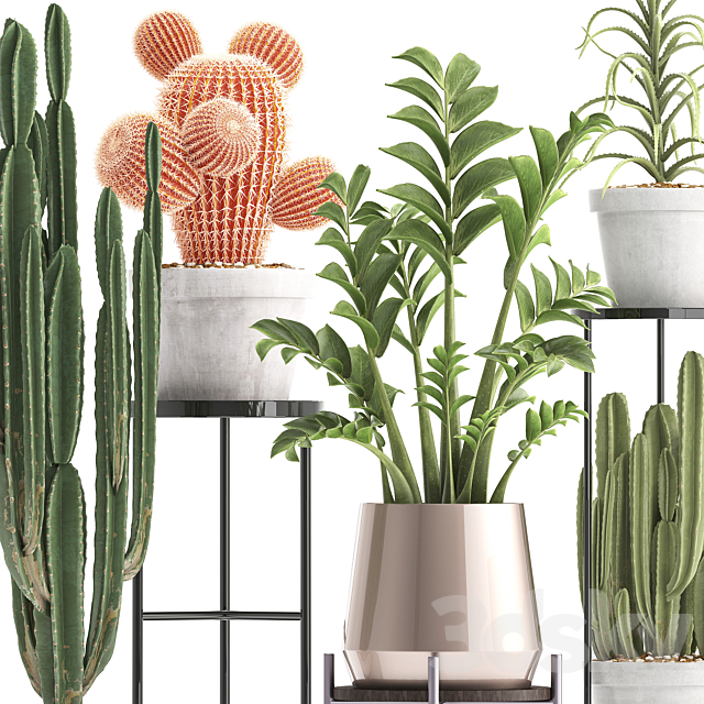 Plant collection 303. Cactus set. Cactus. cereus. Zamioculcas. aloe. shelf with flowers. stand. Aloe. desert plants. interior. concrete. outdoor 3DSMax File - thumbnail 2