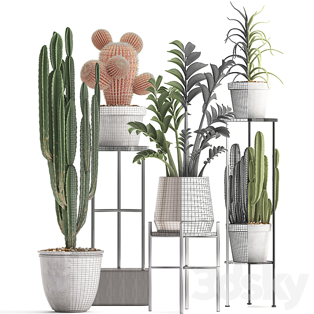 Plant collection 303. Cactus set. Cactus. cereus. Zamioculcas. aloe. shelf with flowers. stand. Aloe. desert plants. interior. concrete. outdoor 3DSMax File - thumbnail 3