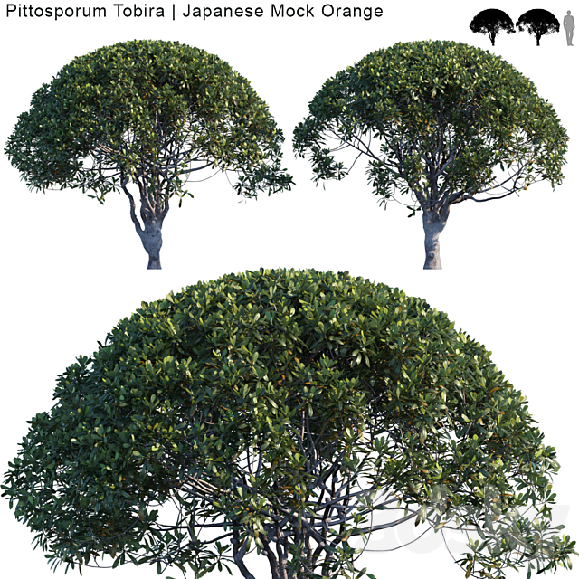 Pittosporum Tobira | Japanese Mock Orange var2 3DSMax File - thumbnail 1