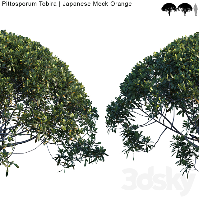 Pittosporum Tobira | Japanese Mock Orange var2 3DSMax File - thumbnail 2