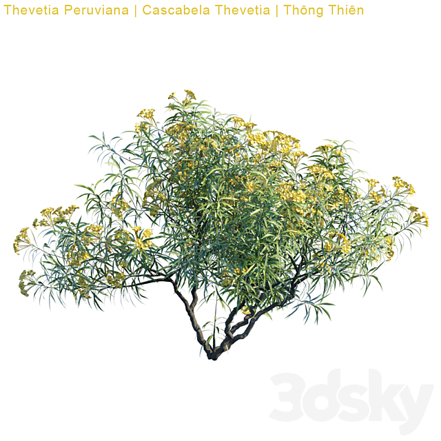 Thevetia Peruviana | Cascabela Thevetia 3d