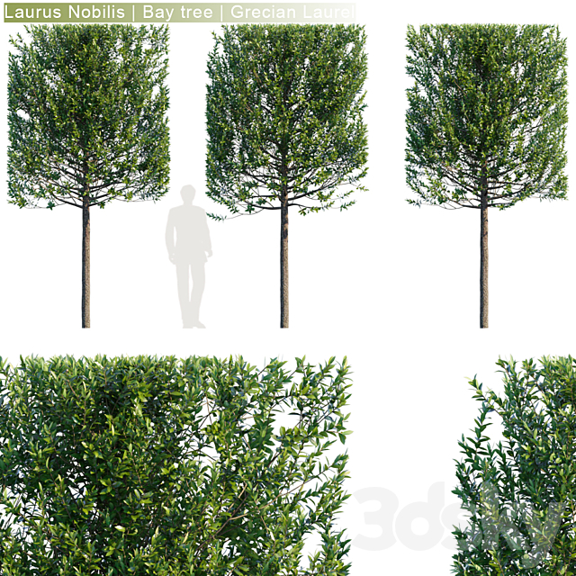 Laurus Nobilis | Bay tree | Grecian Laurel hedge # 3 3DSMax File - thumbnail 1