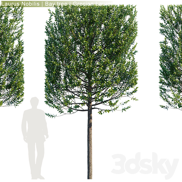 Laurus Nobilis | Bay tree | Grecian Laurel hedge # 3 3DSMax File - thumbnail 2