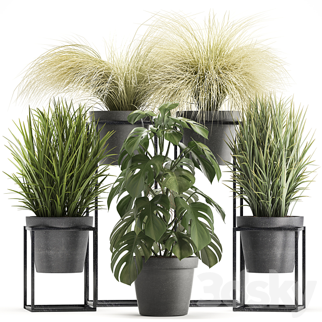 Plant collection 316. Grass. tussock. monstera. pot. flowerpot. indoor. small. flower stand. bush. outdoor. concrete 3DSMax File - thumbnail 1