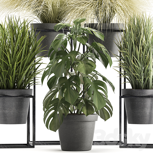 Plant collection 316. Grass. tussock. monstera. pot. flowerpot. indoor. small. flower stand. bush. outdoor. concrete 3DSMax File - thumbnail 2