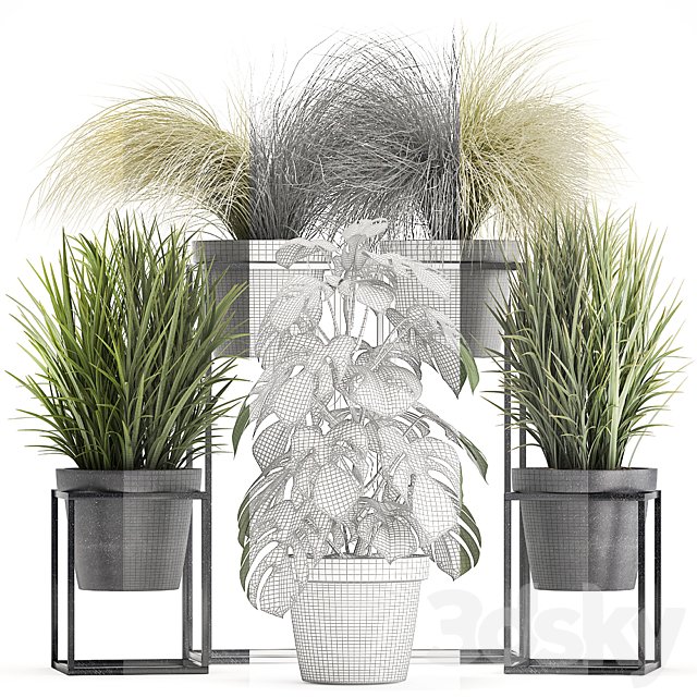 Plant collection 316. Grass. tussock. monstera. pot. flowerpot. indoor. small. flower stand. bush. outdoor. concrete 3DSMax File - thumbnail 3