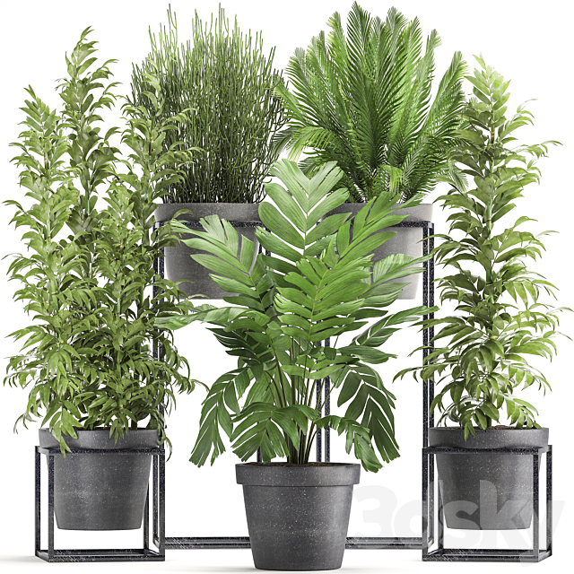 Plant collection 317. Indoor. bamboo. pot. flowerpot. palm tree. indoor. Ripsalis. Hamedorea. thickets. bush. concrete pot. outdoor 3DSMax File - thumbnail 1