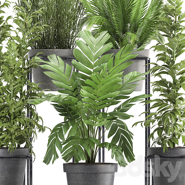 Plant collection 317. Indoor. bamboo. pot. flowerpot. palm tree. indoor. Ripsalis. Hamedorea. thickets. bush. concrete pot. outdoor 3DSMax File - thumbnail 2