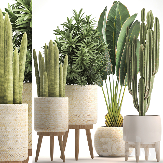 Collection of plants 320. White basket. dracaena. ravenala. banana. cereus. cactus. sansevieria. interior. indoor. Scandinavian style. strelitzia 3DSMax File - thumbnail 1