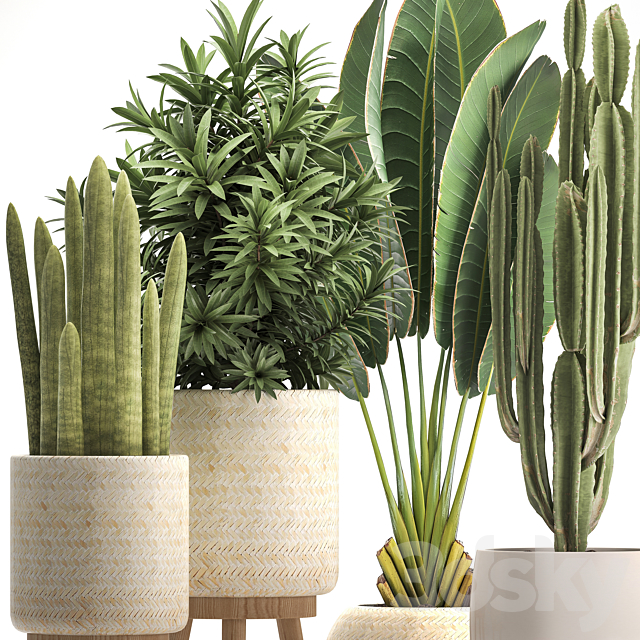 Collection of plants 320. White basket. dracaena. ravenala. banana. cereus. cactus. sansevieria. interior. indoor. Scandinavian style. strelitzia 3DSMax File - thumbnail 2