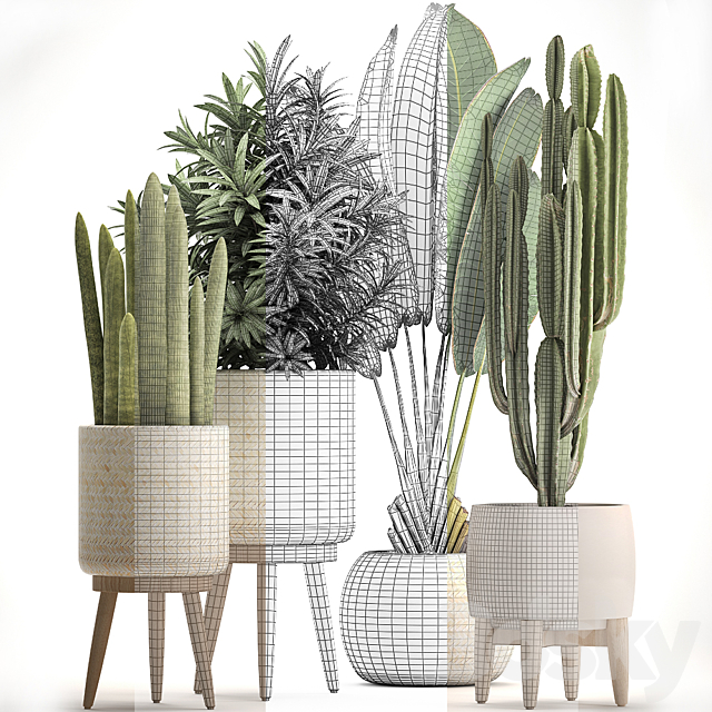 Collection of plants 320. White basket. dracaena. ravenala. banana. cereus. cactus. sansevieria. interior. indoor. Scandinavian style. strelitzia 3DSMax File - thumbnail 3