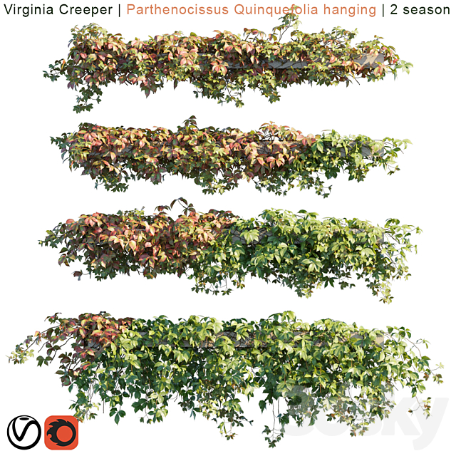 Virginia Creeper | Parthenocissus Quinquefolia hanging | 2 season 3DSMax File - thumbnail 1