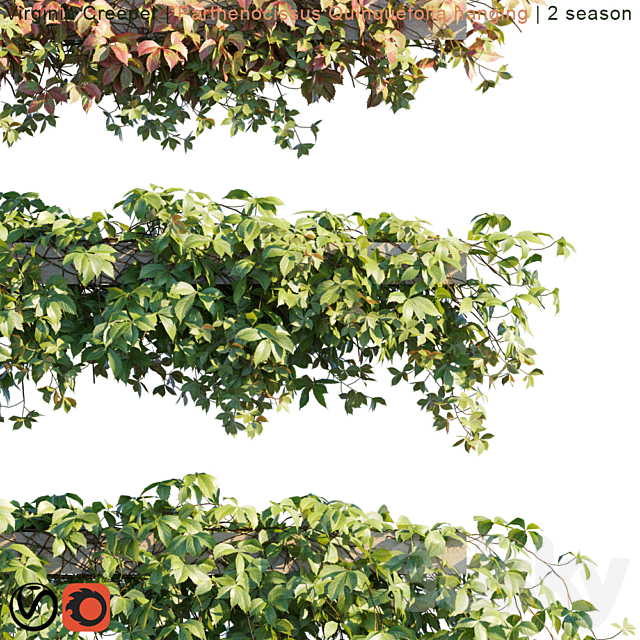 Virginia Creeper | Parthenocissus Quinquefolia hanging | 2 season 3DSMax File - thumbnail 2