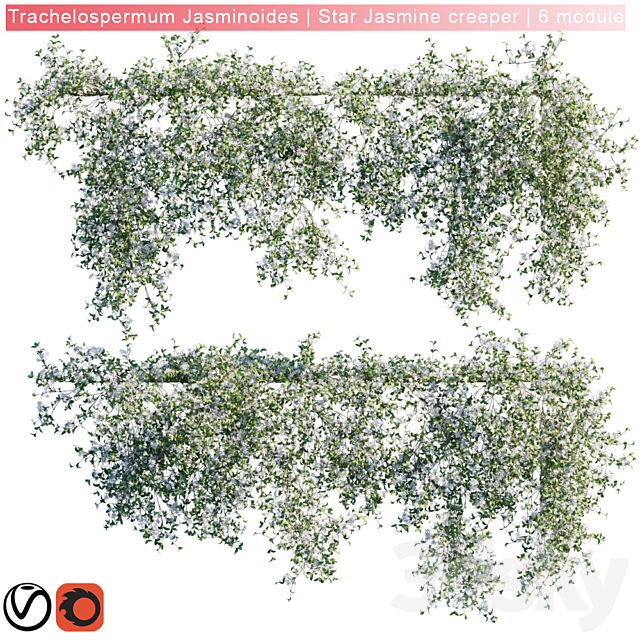 Trachelospermum Jasminoides | Star Jasmine creeper | 6 module 3DSMax File - thumbnail 1