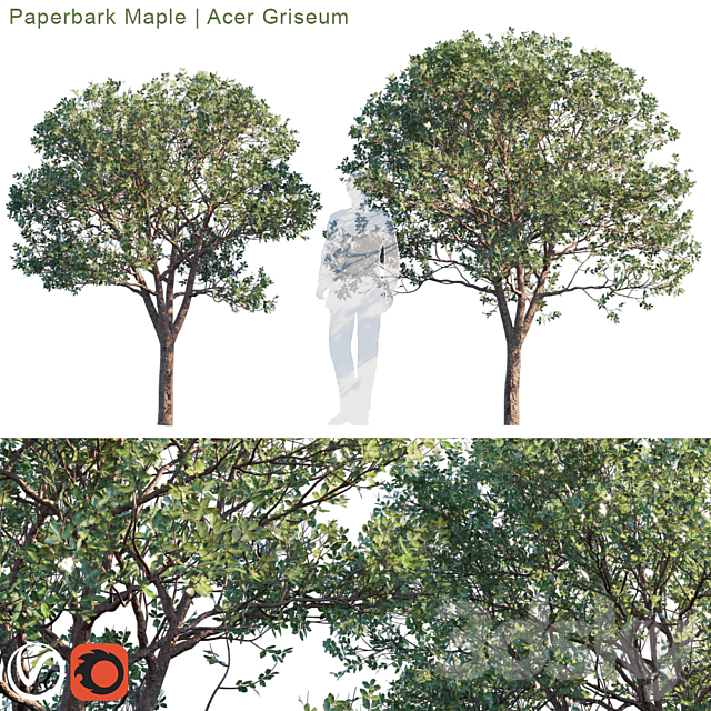 Paperbark Maple | Acer Griseum # 2 3DSMax File - thumbnail 1