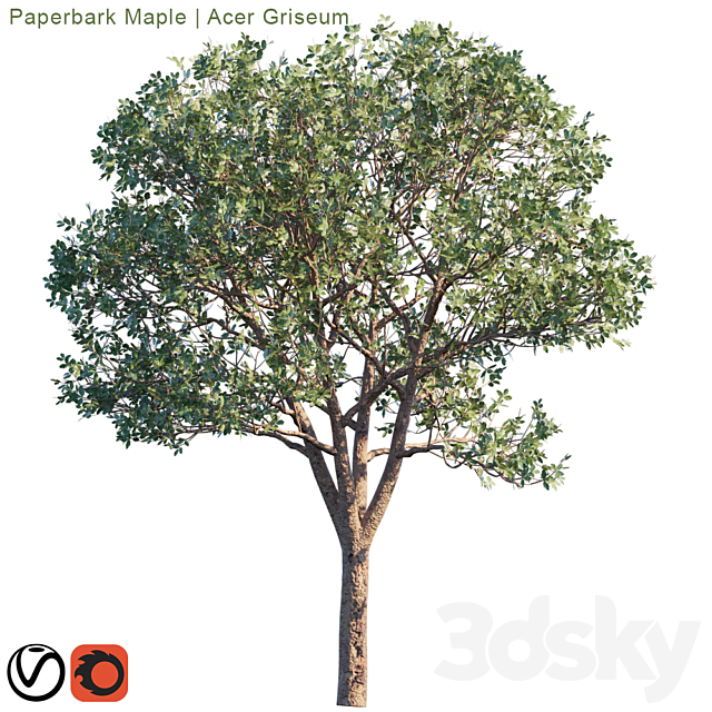 Paperbark Maple | Acer Griseum # 2 3DSMax File - thumbnail 2