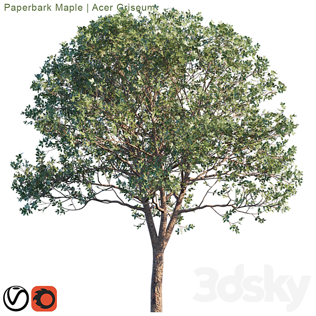 Paperbark Maple | Acer Griseum # 2 3DSMax File - thumbnail 3