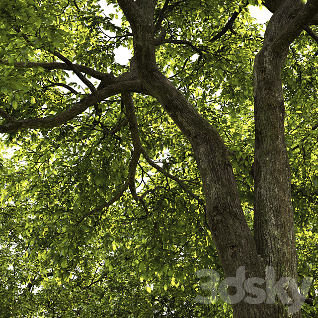 3dsky Free Download