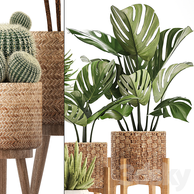 Plant collection 321. Monstera. basket. cactus. rapis. palm tree. indoor plants. Barrel cactus. eco design. natural materials. exotic. bush. scandinavian style. Raphis Palm 3d