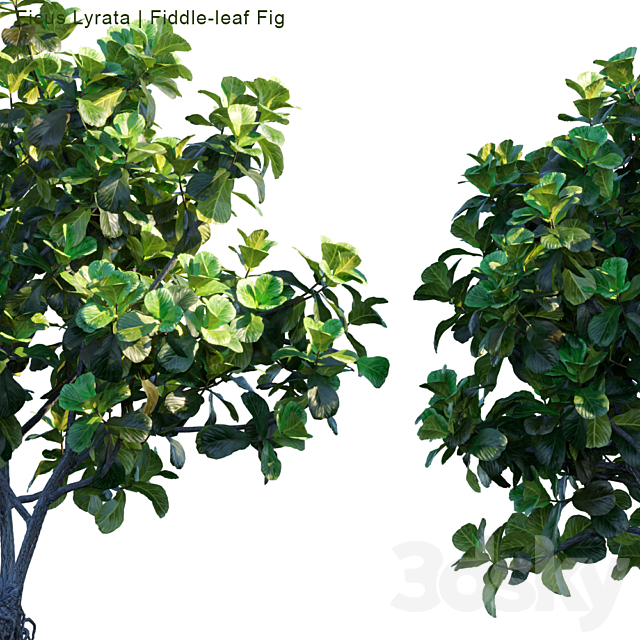 Ficus Lyrata | Feed-leaf fig 3d