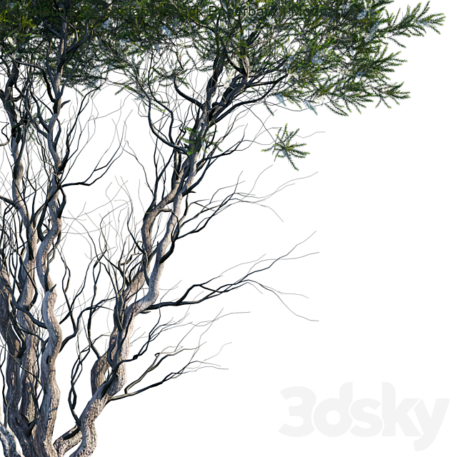 Melaleuca Lanceolata | Black Paperbark | Moonah # 1 3d